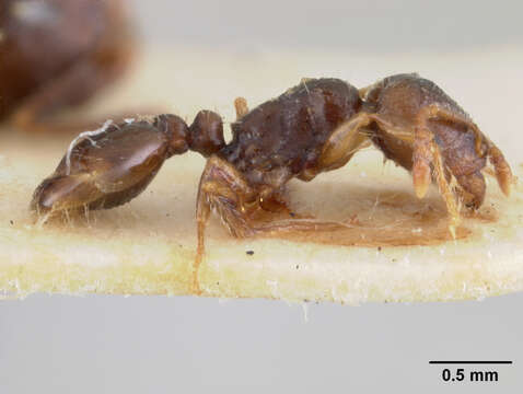 Image of Tetramorium fezzanense Bernard 1948