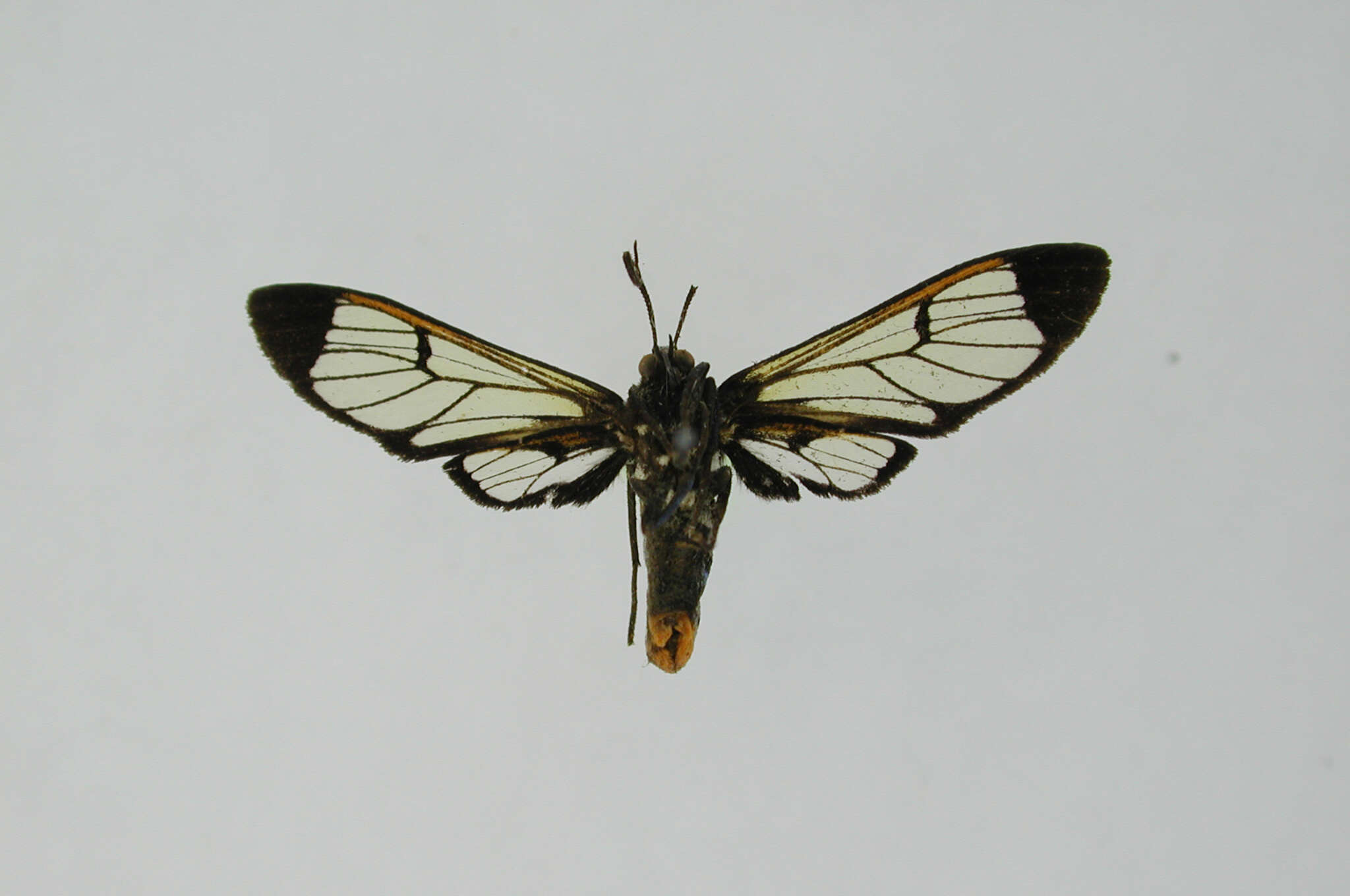 Image of Gymnelia cennocha Schaus 1924