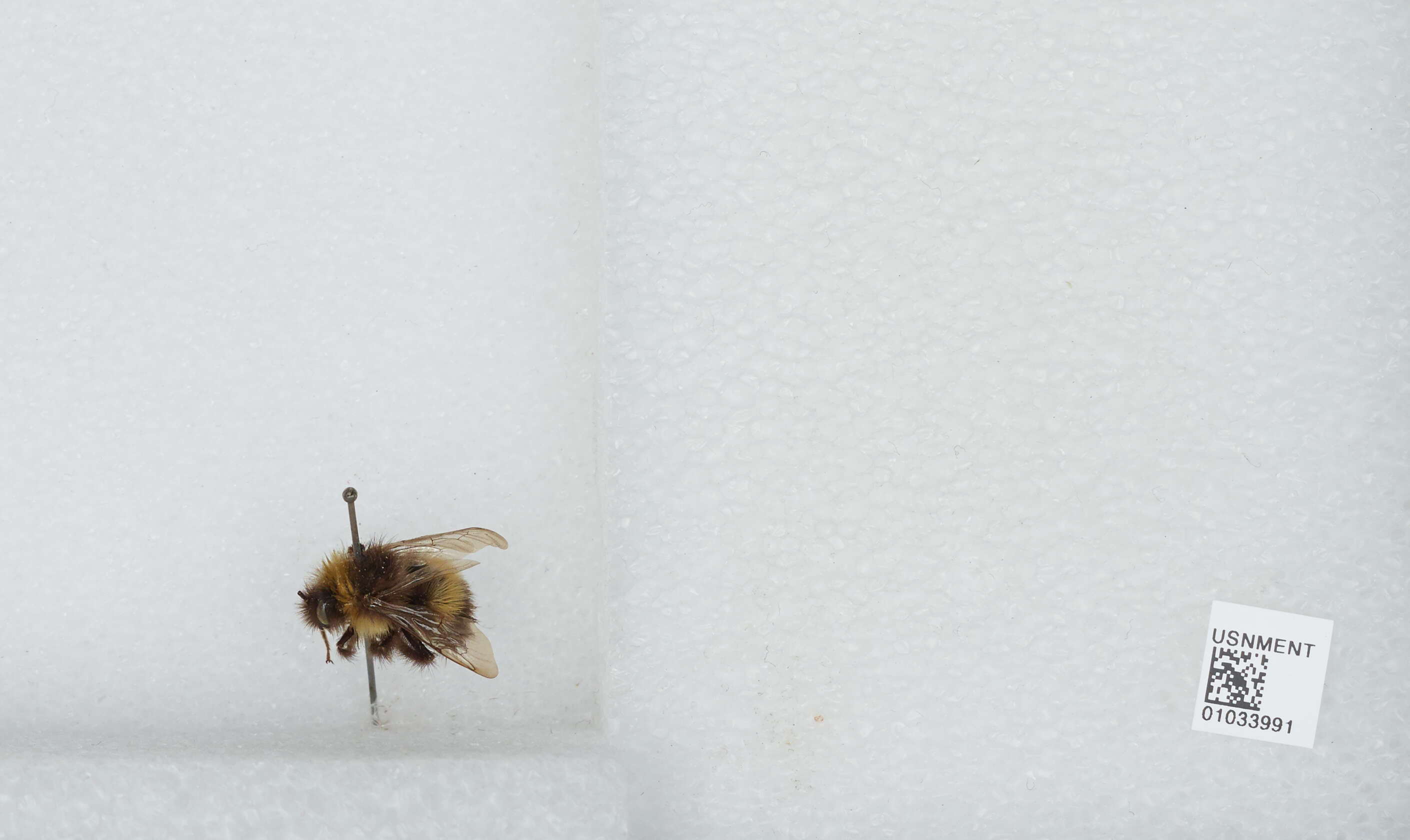 Image of Buff-tailed bumblebee