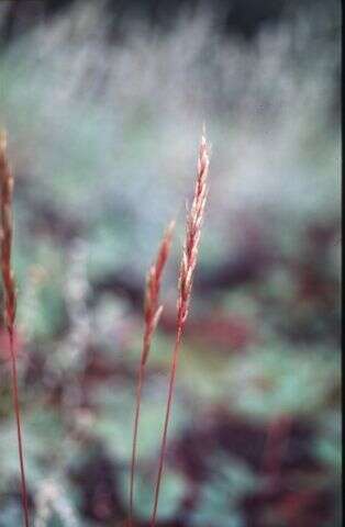 صورة Helictochloa hookeri (Scribn.) Romero Zarco