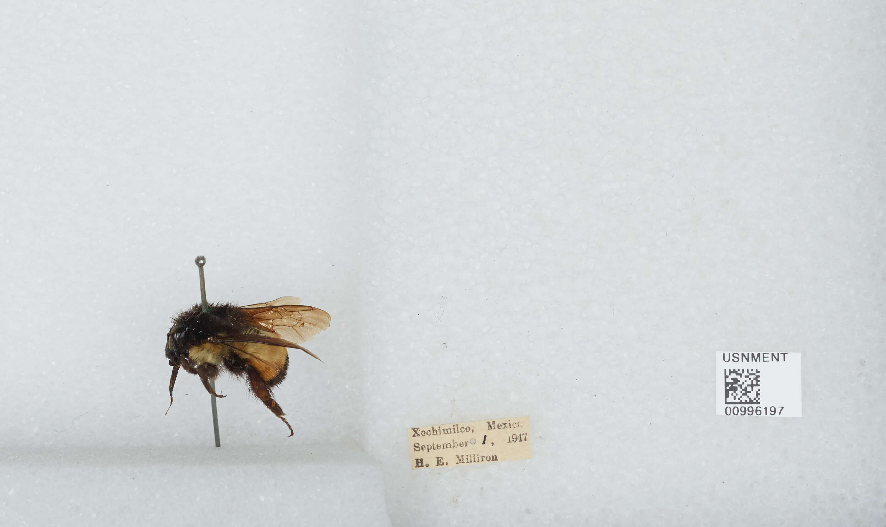 Bombus ephippiatus Say 1837 resmi