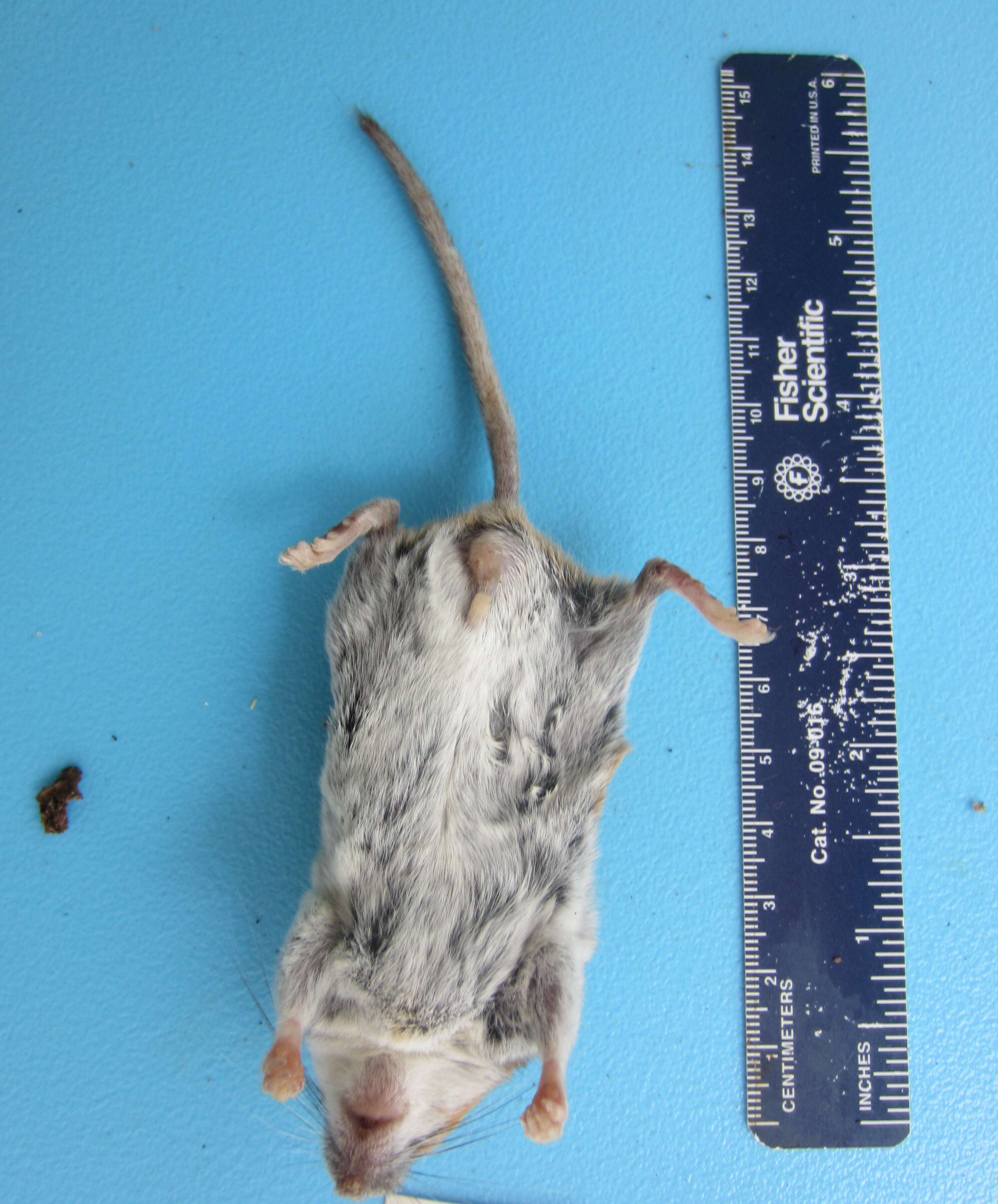 Image of White-footed Deermouse