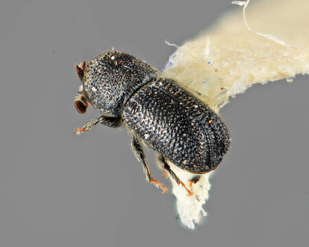 Image of Cactopinus atkinsoni Wood 1983