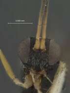 Image de Paraphylax fasciatipennis Ashmead 1904