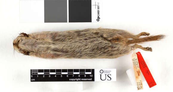 Image of Washington ground squirrel