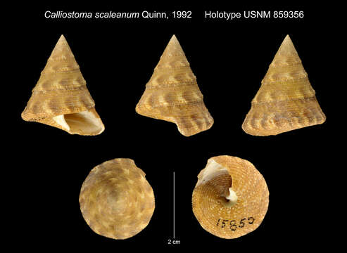 Image of Calliostoma scalenum Quinn 1992