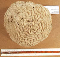 Image of Thin finger coral