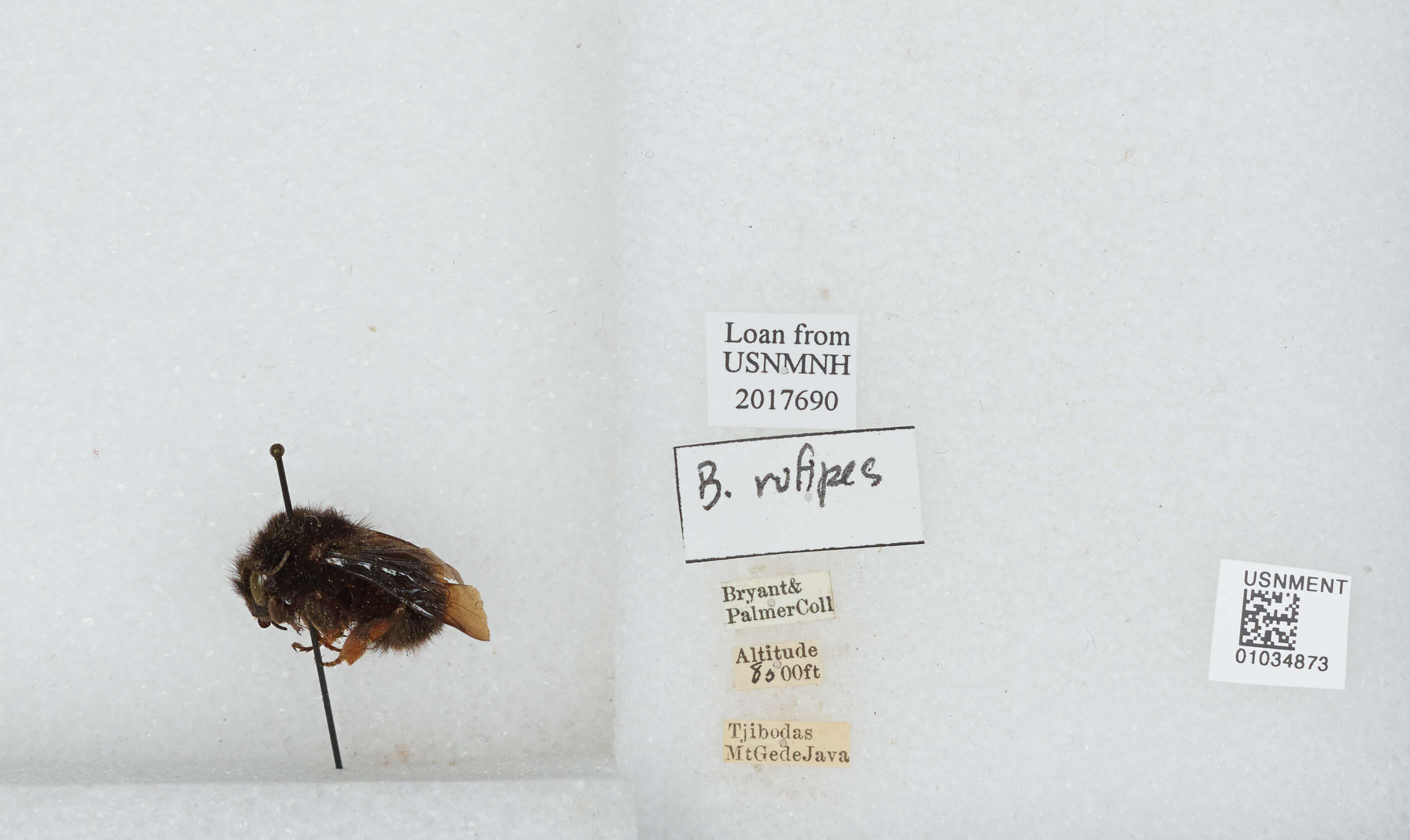 Image of Bombus rufipes Lepeletier 1836