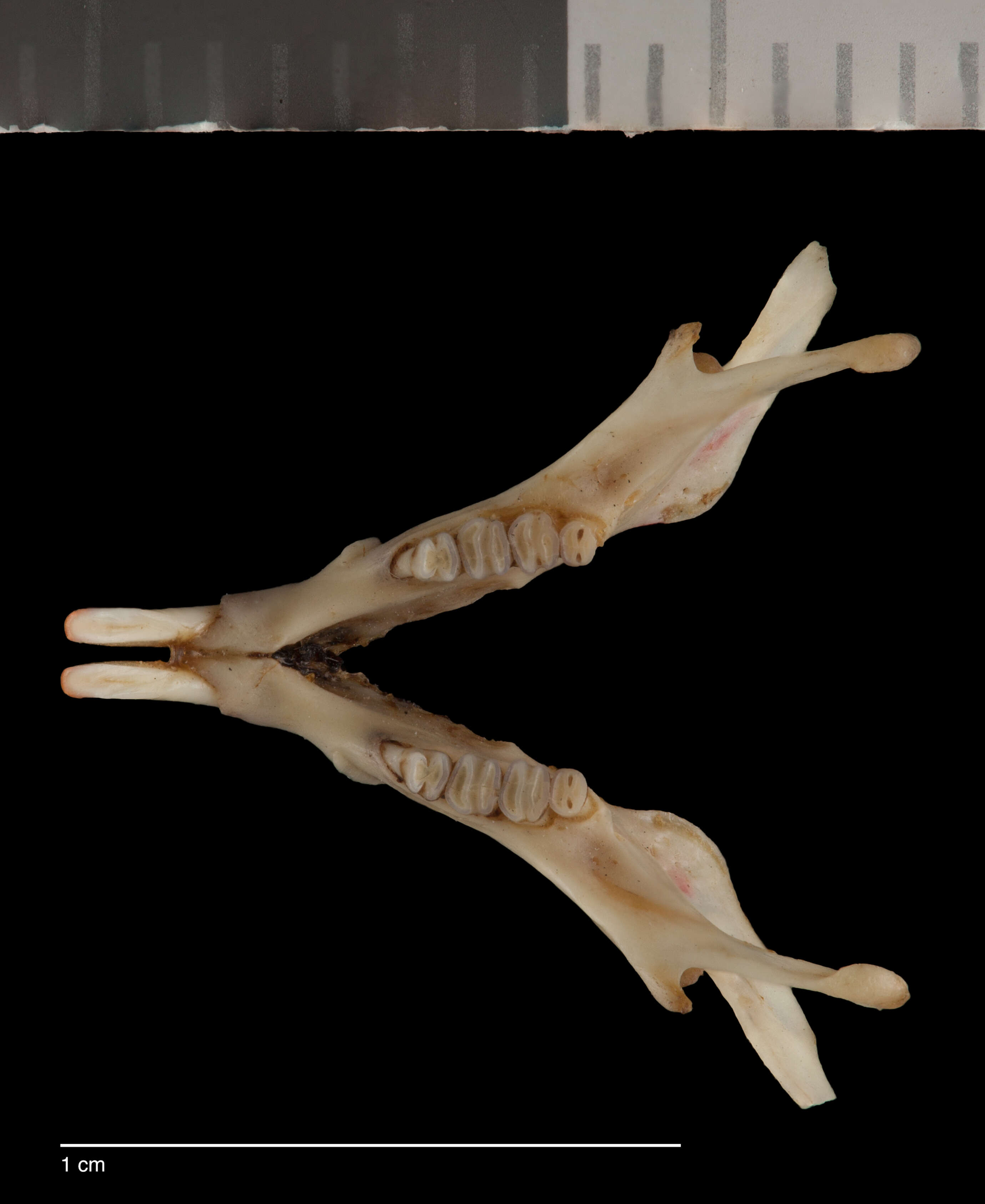 Sivun Perognathus amplus amplus Osgood 1900 kuva