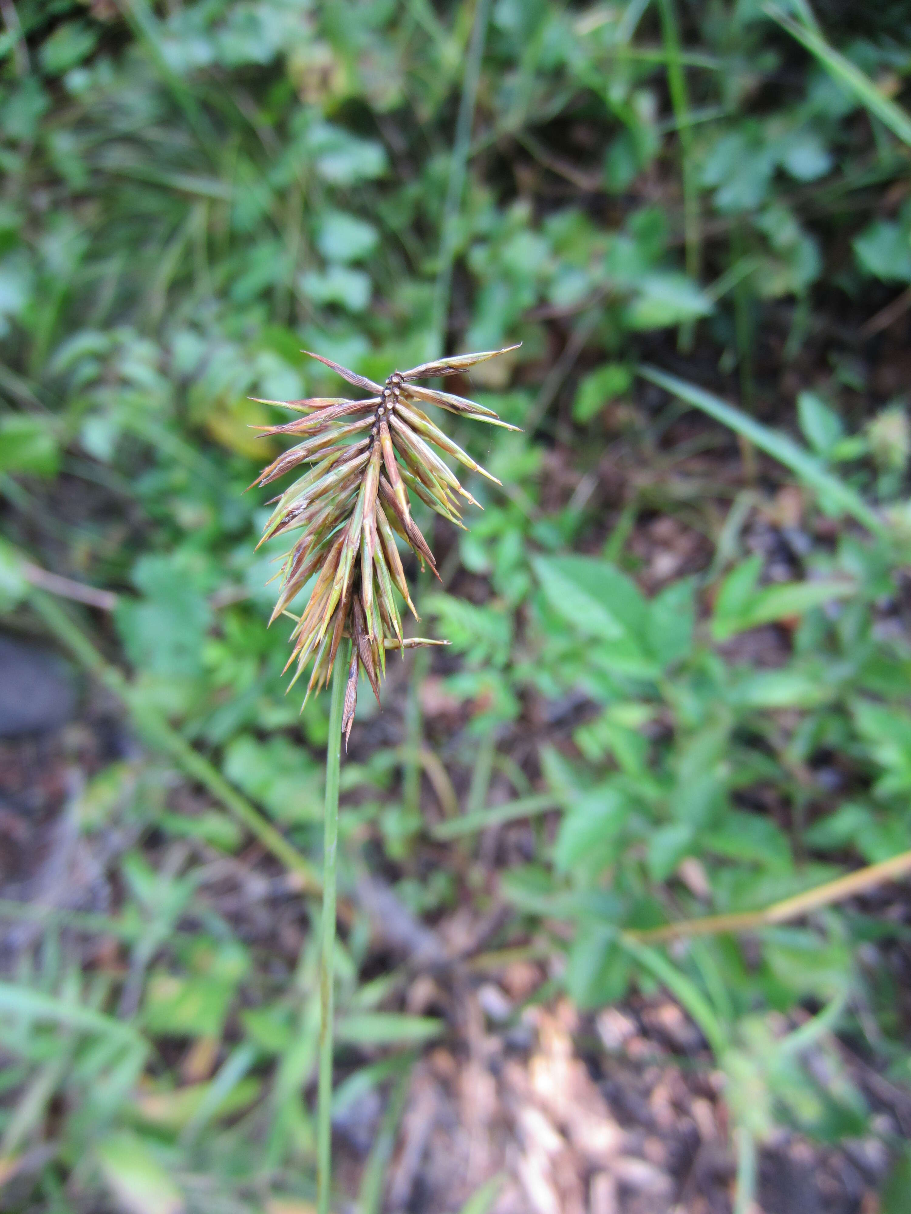 Image of Rough Flat Sedge