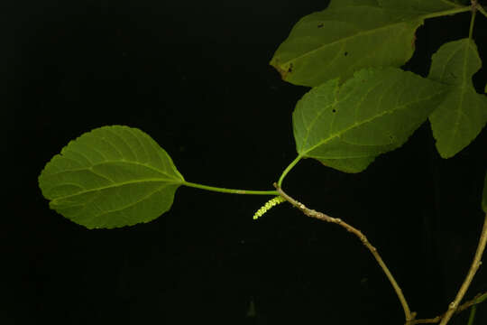 Image de Acalypha schiedeana Schltdl.