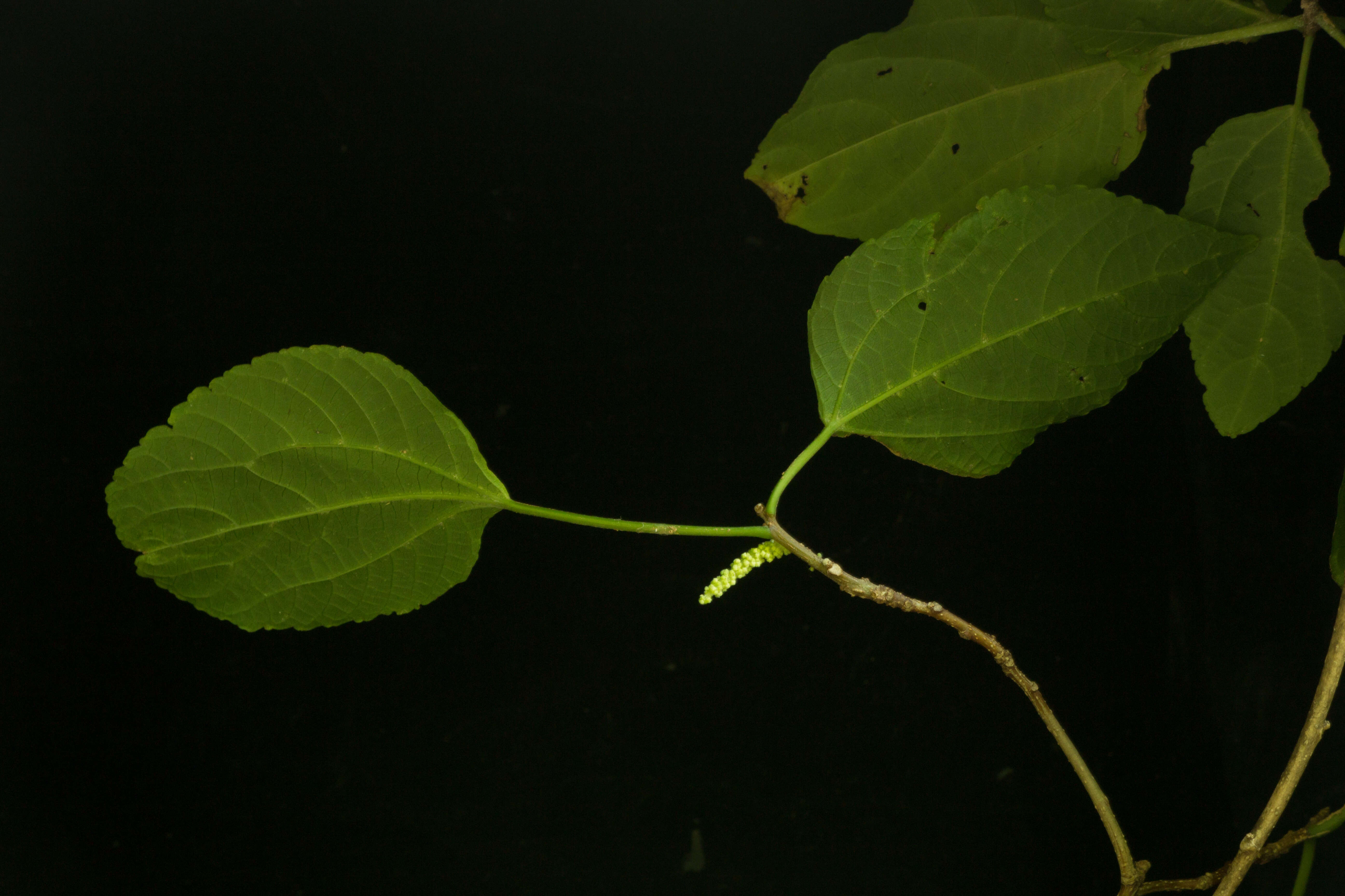 Image of Acalypha schiedeana Schltdl.