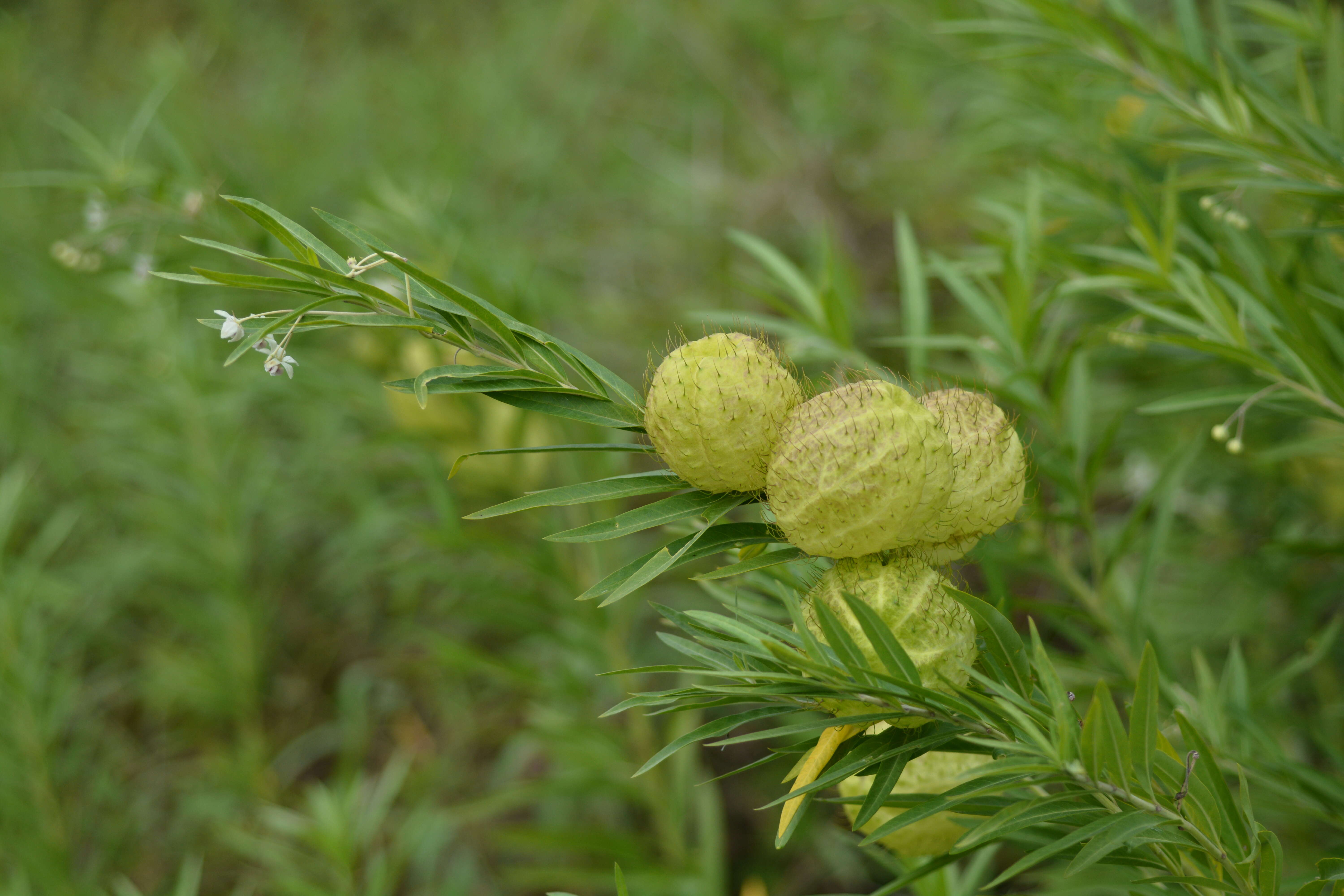 Image of Asclepias physocarpa (E. Mey.) Schltr.