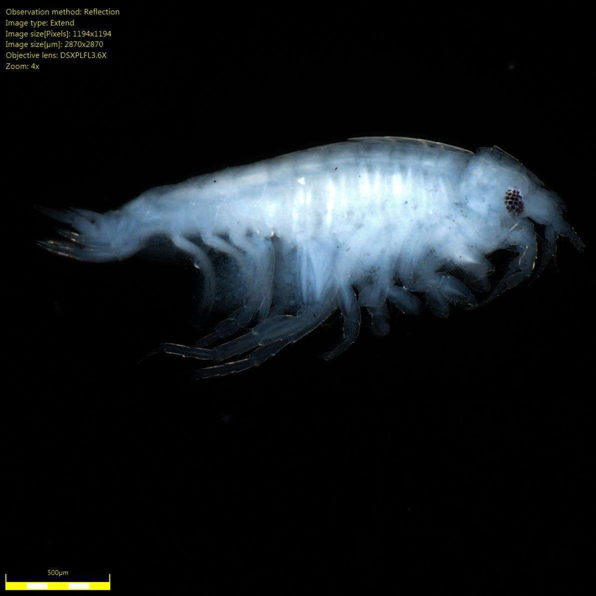 Image of Amphipoda