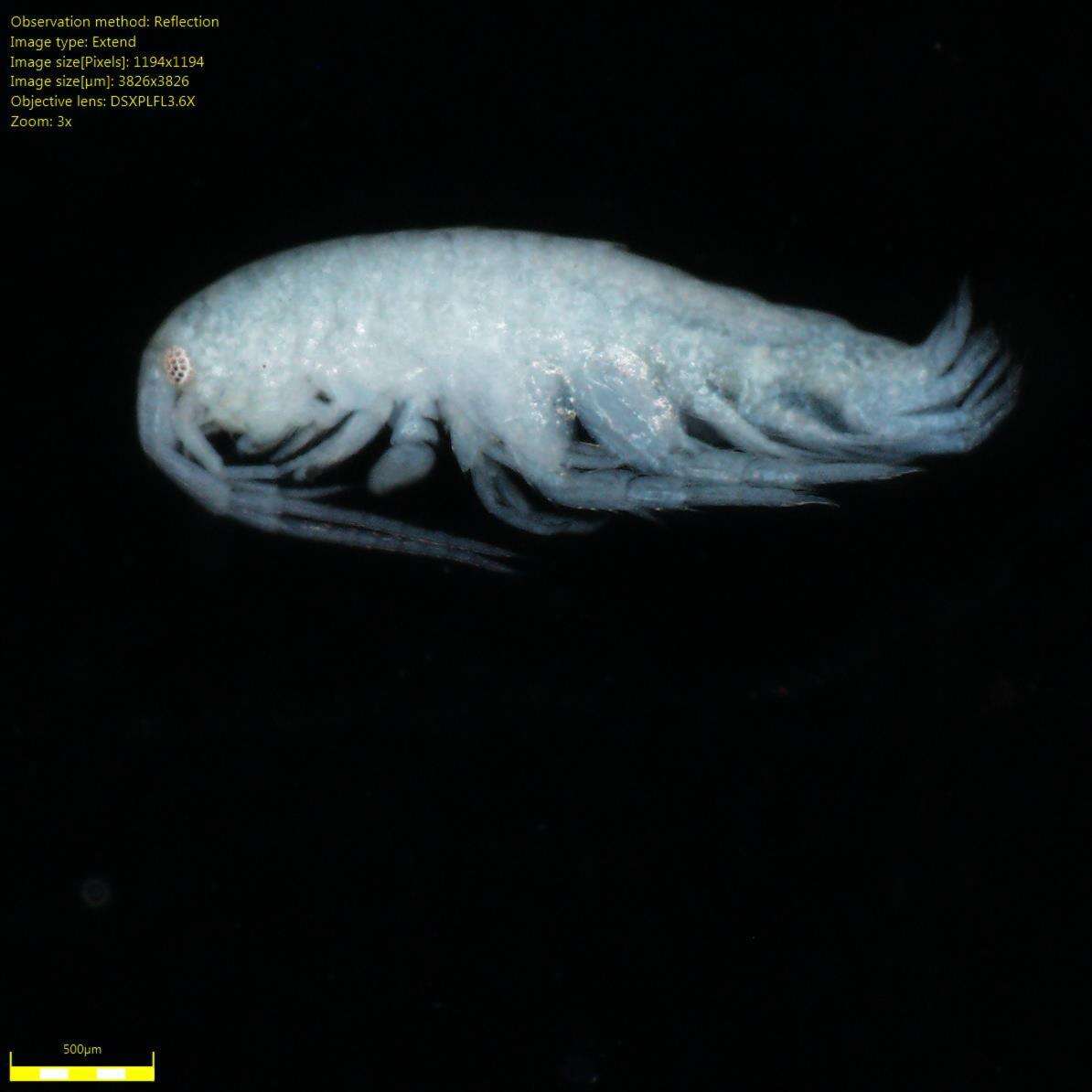 Image of Amphipoda