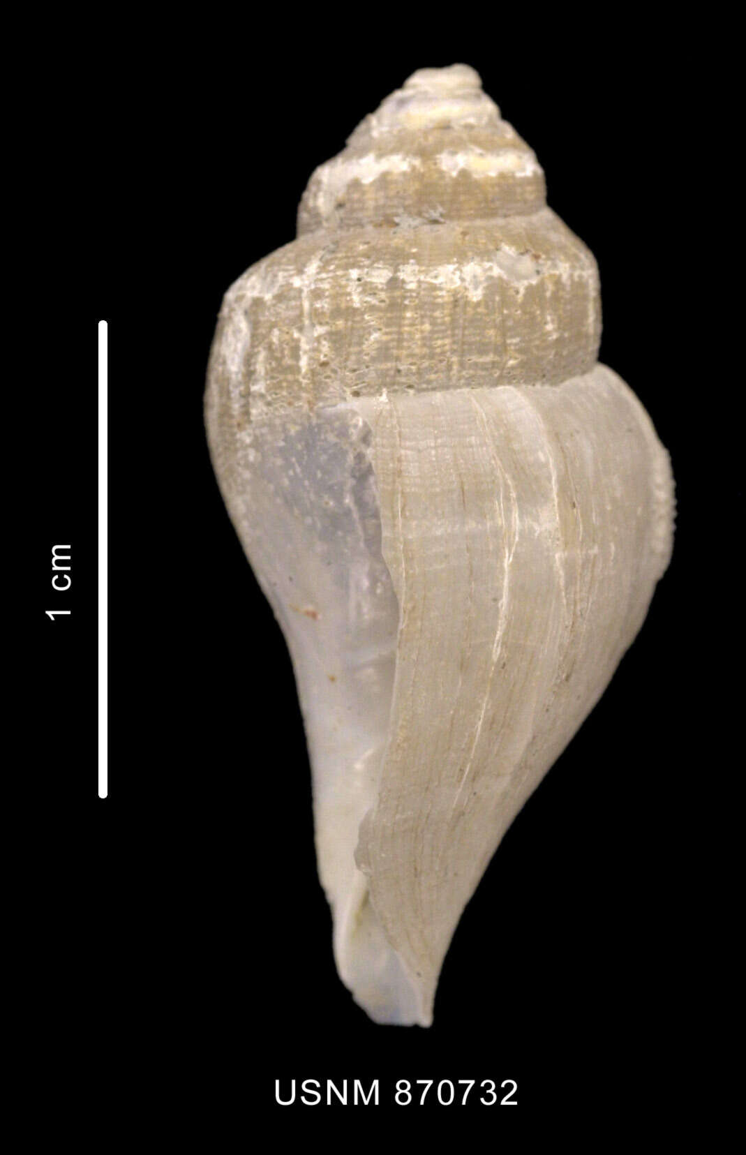 Image of Paradmete curta (Strebel 1908)