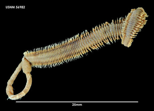 صورة Austrophyllum charcoti (Gravier 1911)