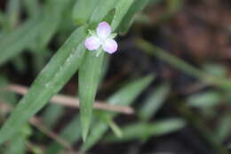 Image of Wart-Removing-Herb