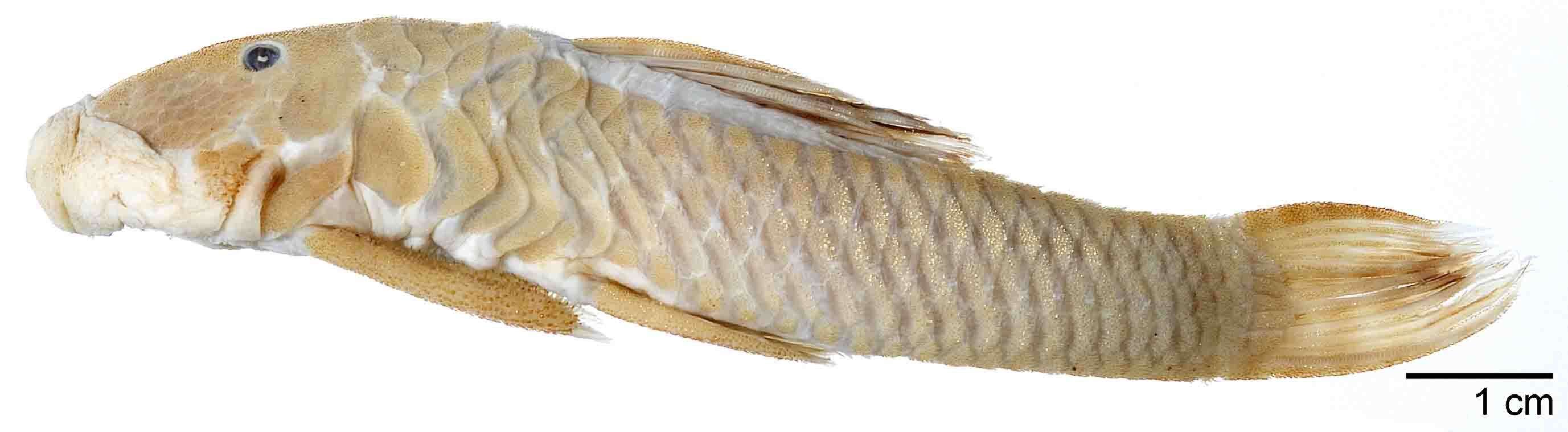 Plancia ëd Chaetostoma anomalum Regan 1903