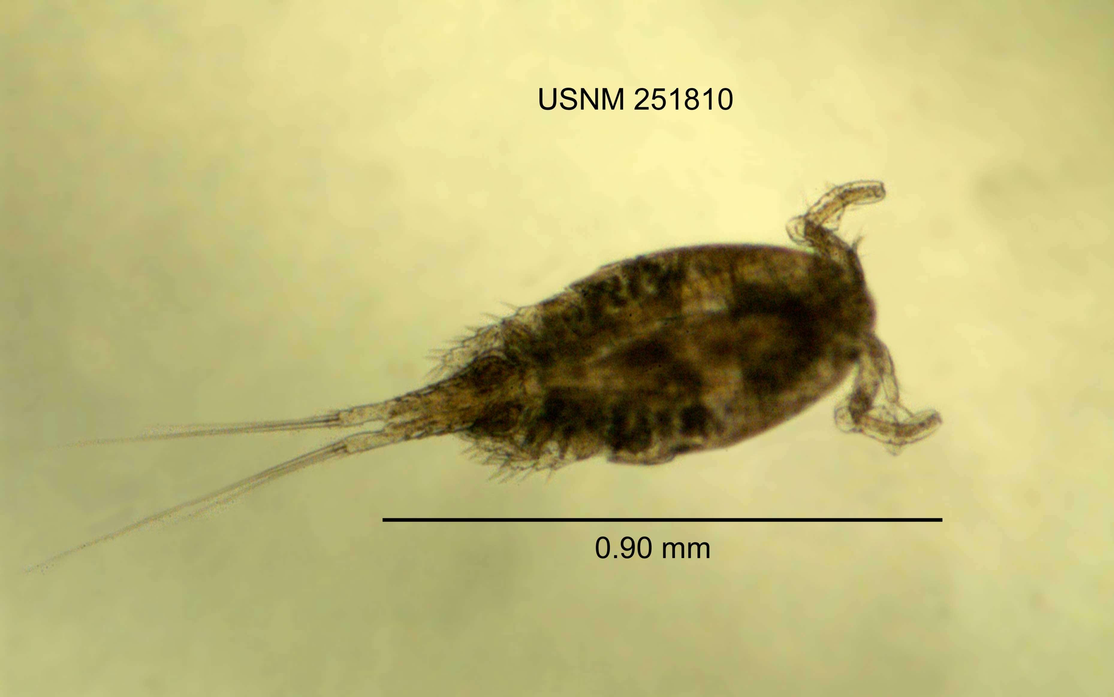 Image of Acanthocyclops exilis (Coker 1934)