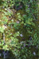 Image of hairyfruit chervil