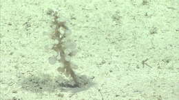 Image of Chondrocladia Thomson 1873