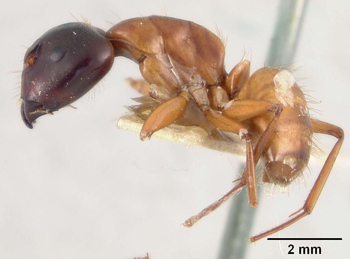 Plancia ëd Camponotus maculatus (Fabricius 1782)