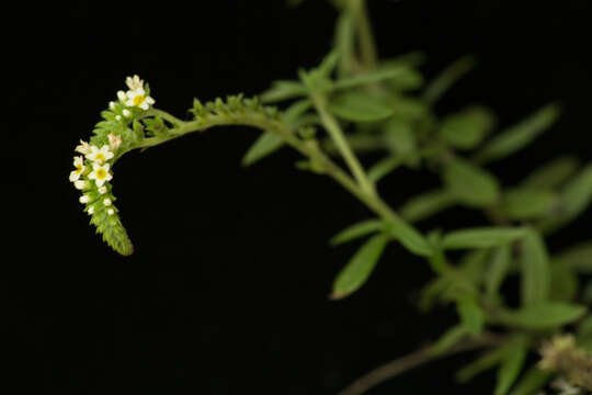 Image of Four-Spike Heliotrope