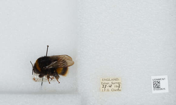 Image of Bombus terrestris audax (Harris 1776)