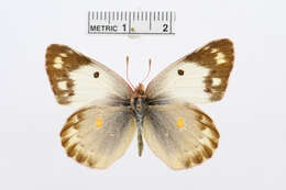 Image of Colias sagartia Lederer 1869