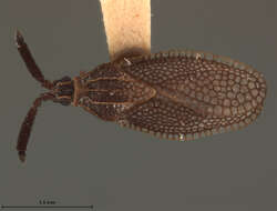 Image de Alveotingis brevicornis Osborn & Drake 1917