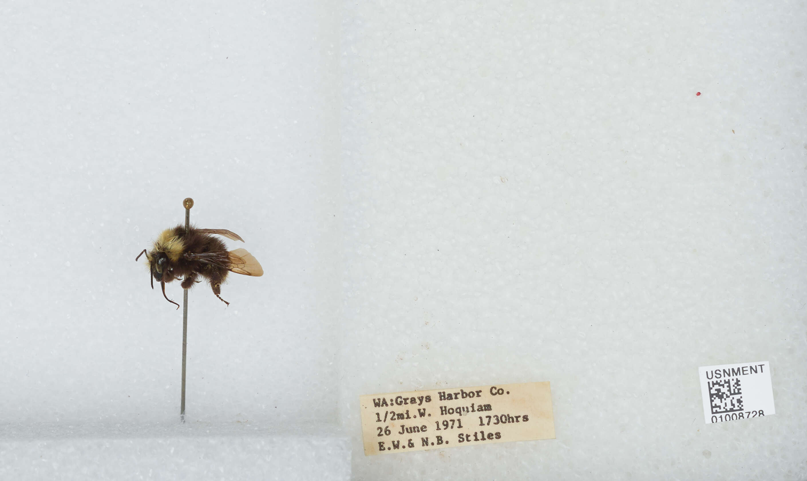 Image of Obscure Bumble Bee