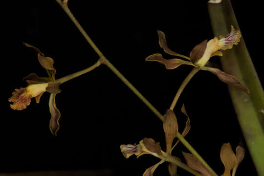 Image de Encyclia adenocarpa (Lex.) Schltr.