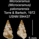 Image of Microceramus palomarensis C. Torre & Bartsch 2008