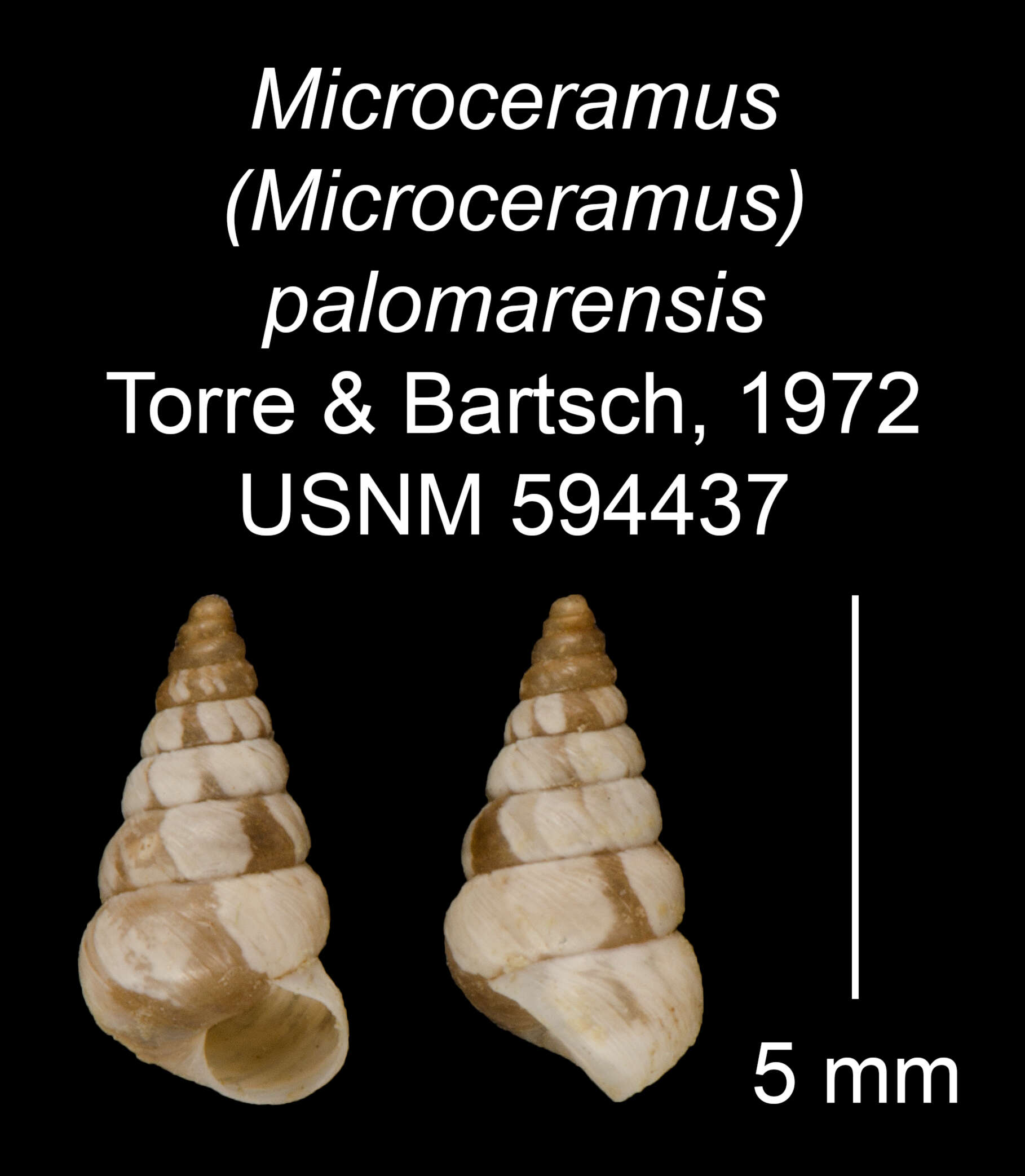 Image of Microceramus palomarensis C. Torre & Bartsch 2008