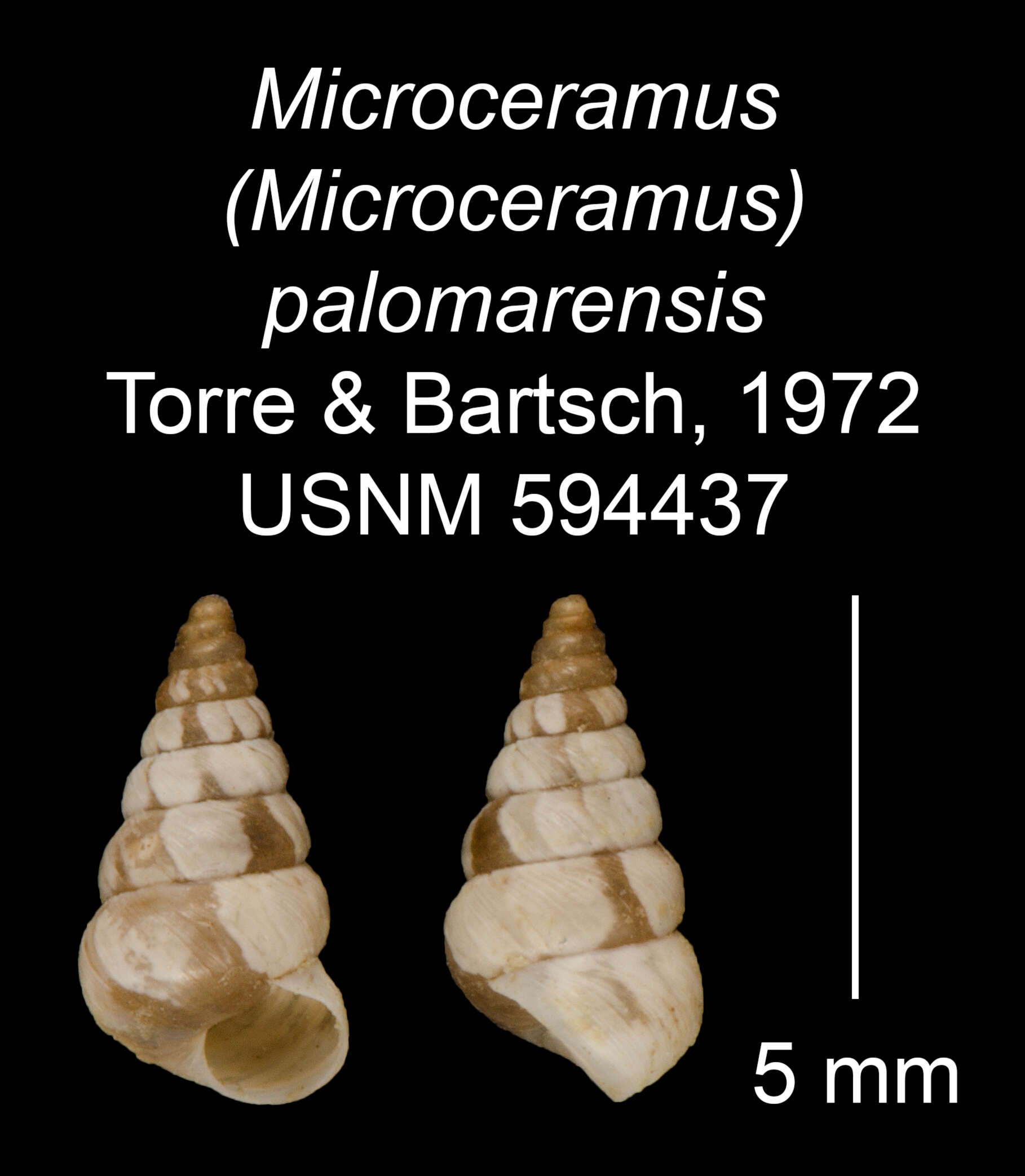 Imagem de Microceramus palomarensis C. Torre & Bartsch 2008