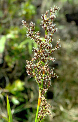 Image of Polynesian Twig-Rush