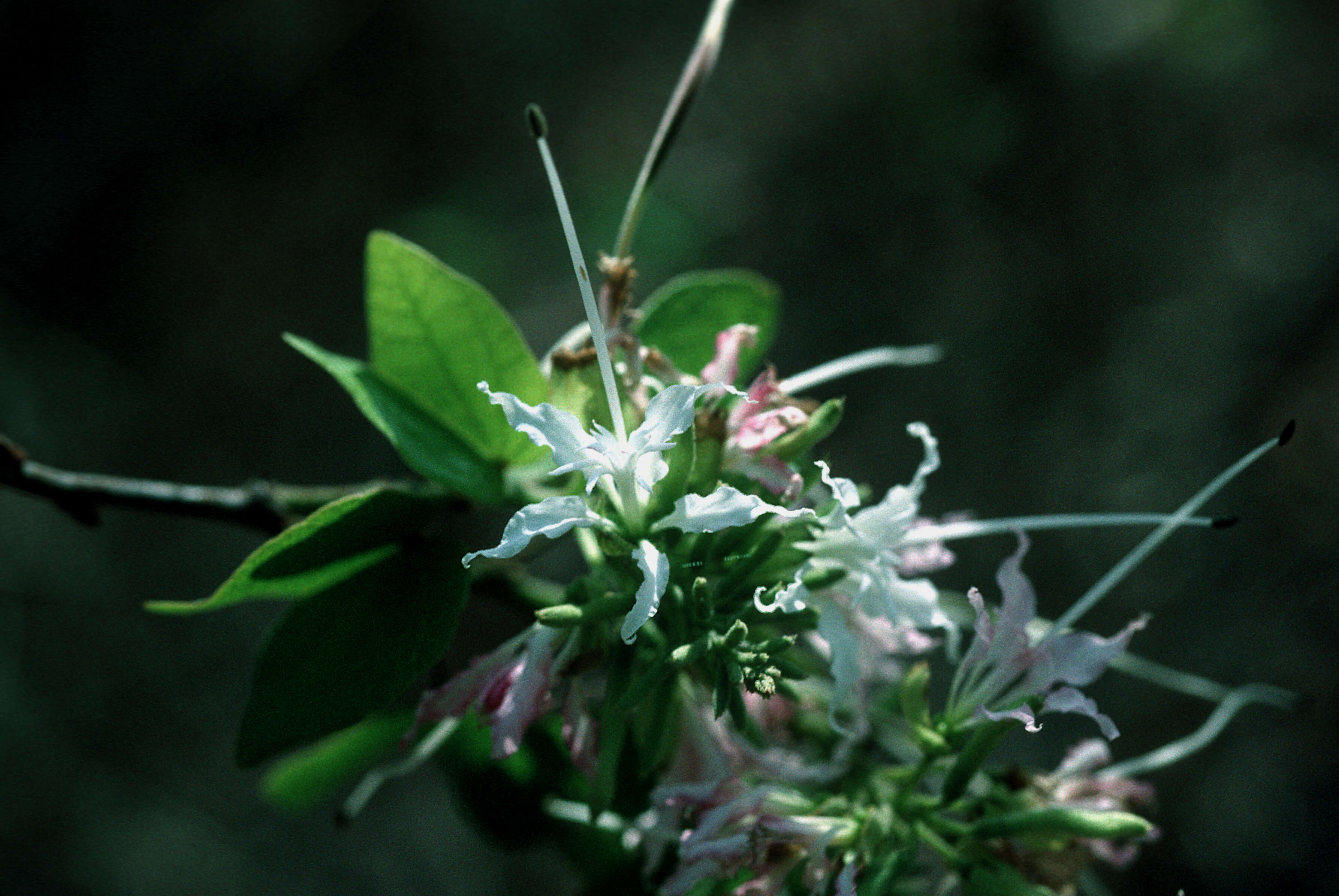 Sivun Bauhinia divaricata L. kuva