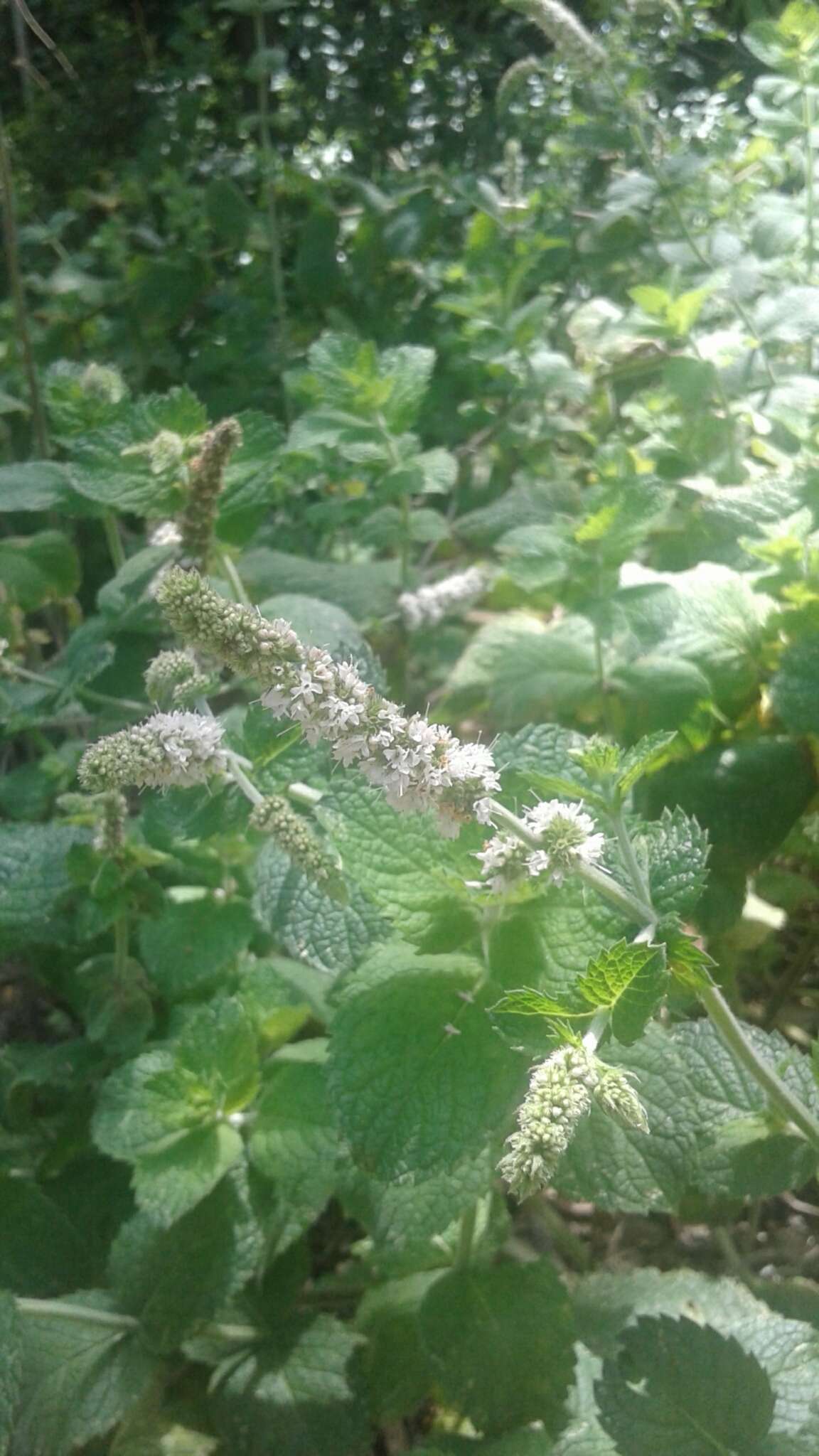 Mentha villosa Huds.的圖片