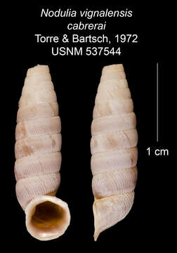 Image of <i>Nodulia vignalensis cabrerai</i> Torre & Bartsch