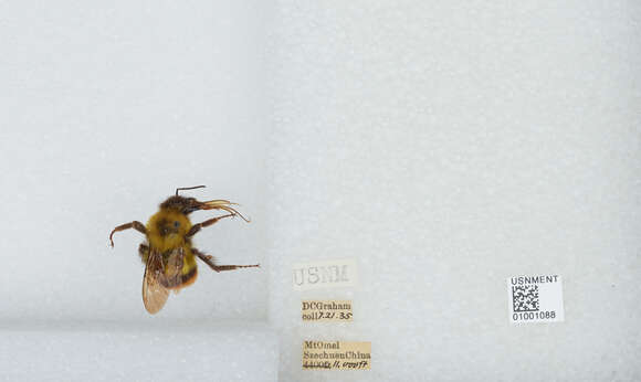 Image of Bombus braccatus Friese 1905