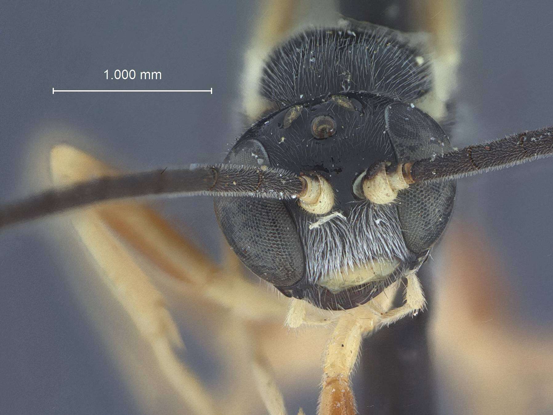 Image de <i>Pimpla spatulatus</i> Townes 1960