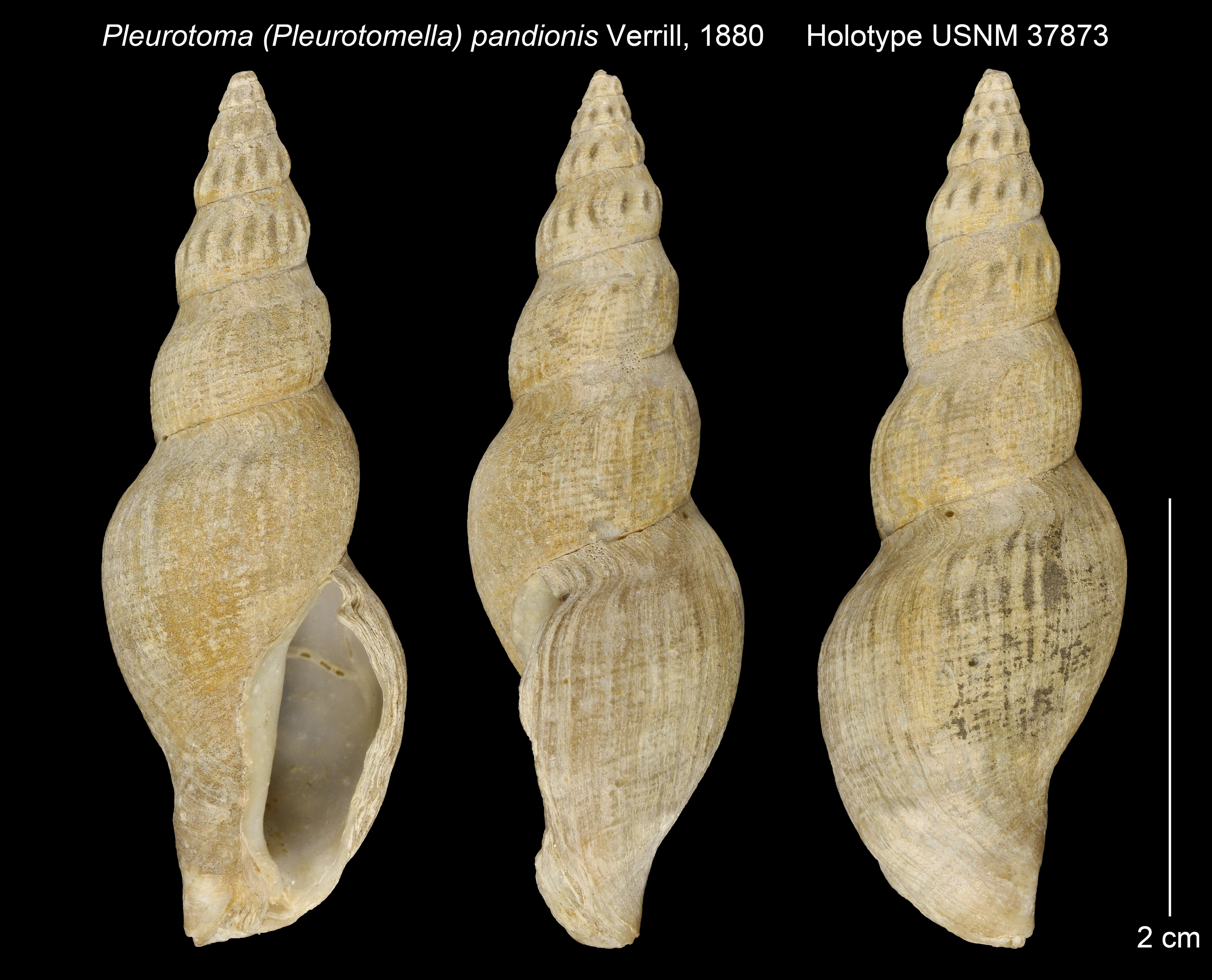 Plancia ëd Pleurotomella pandionis (A. E. Verrill 1880)