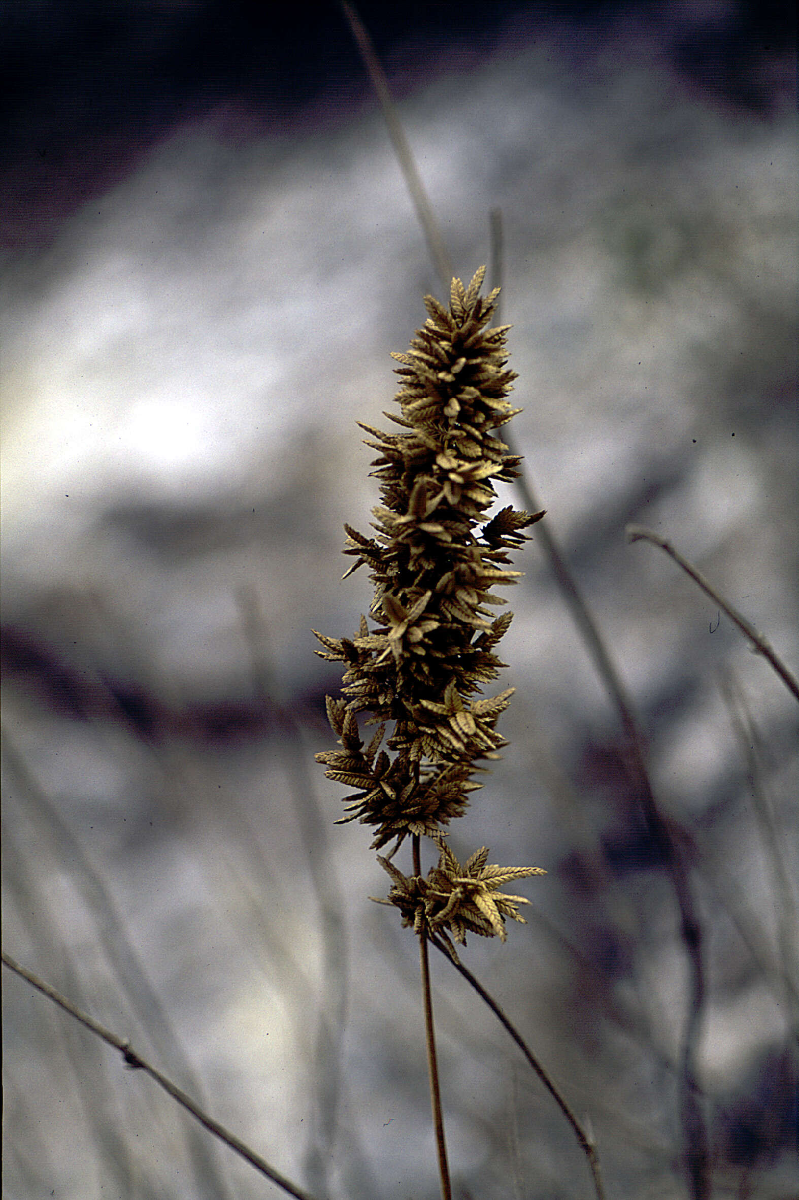 Image de Eragrostis Wolf