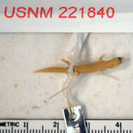 Sphaerodactylus omoglaux Thomas 1982的圖片