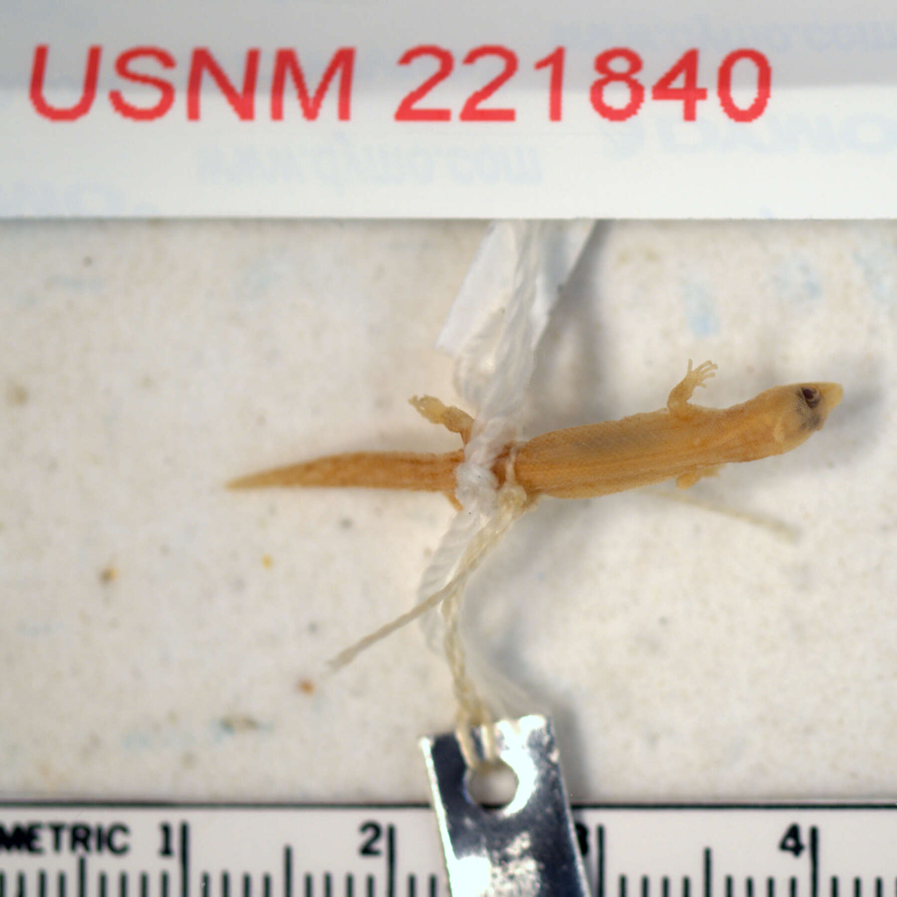 Sphaerodactylus omoglaux Thomas 1982的圖片