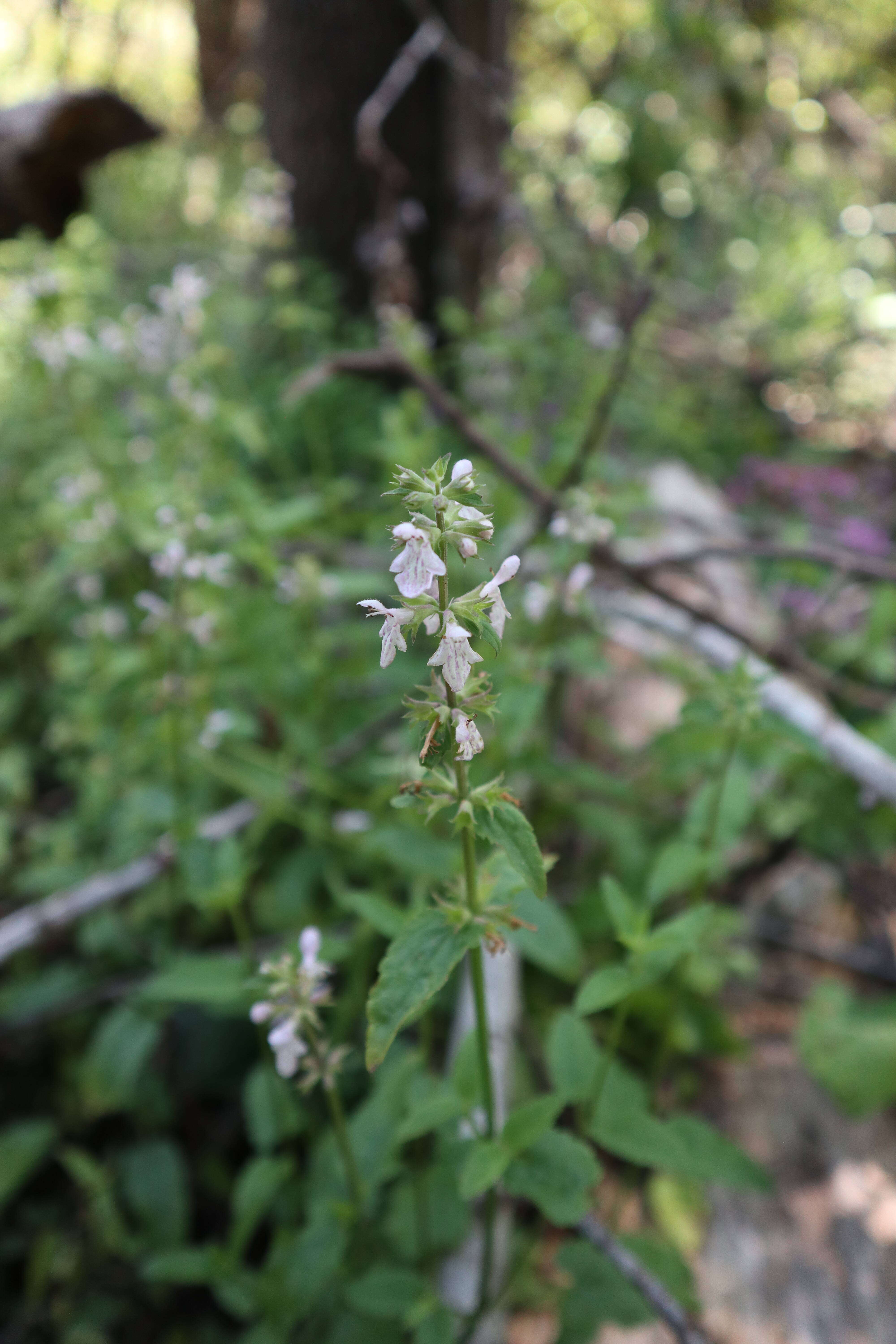 Слика од Stachys floridana Shuttlew. ex Benth.