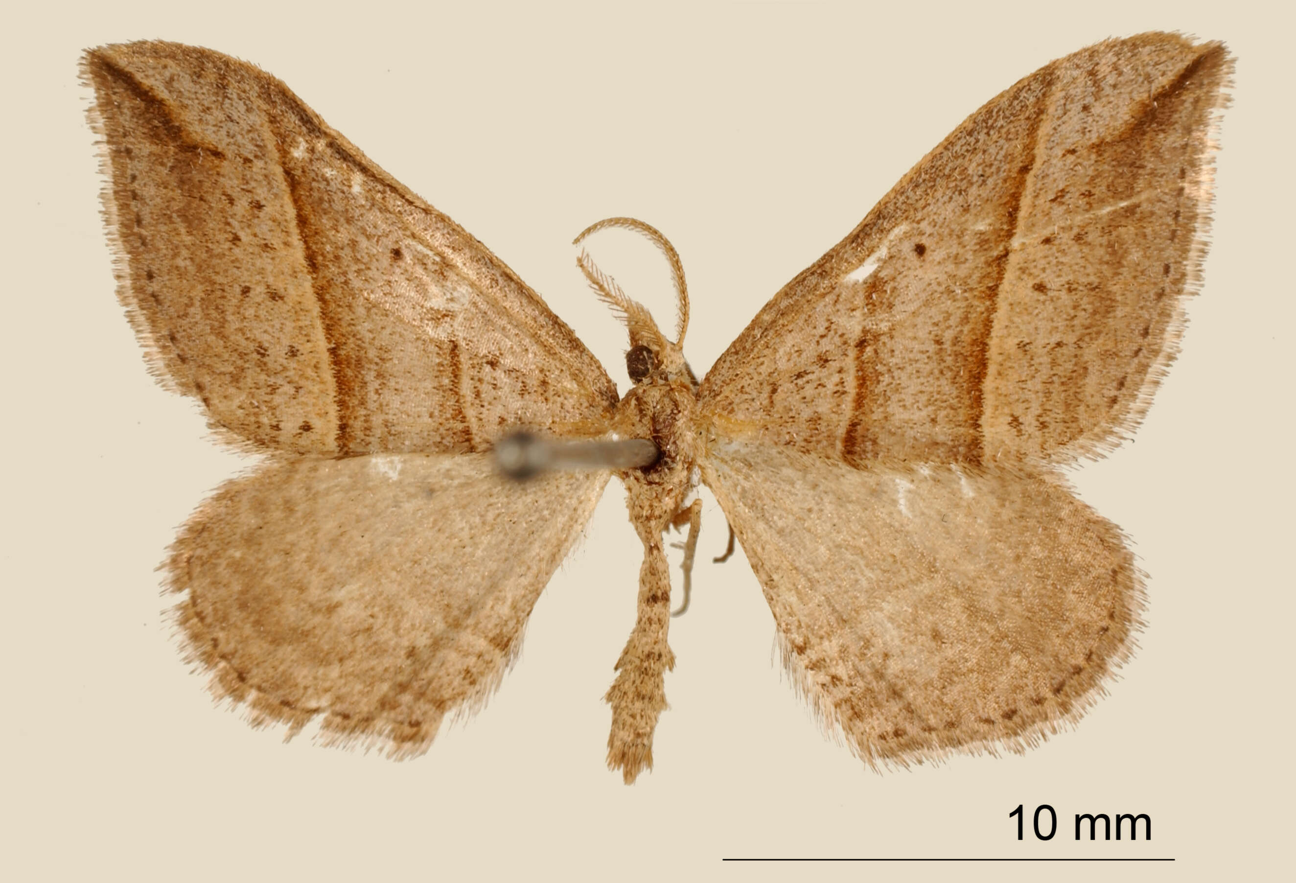 Image of Thamnonoma olympusa Druce 1893