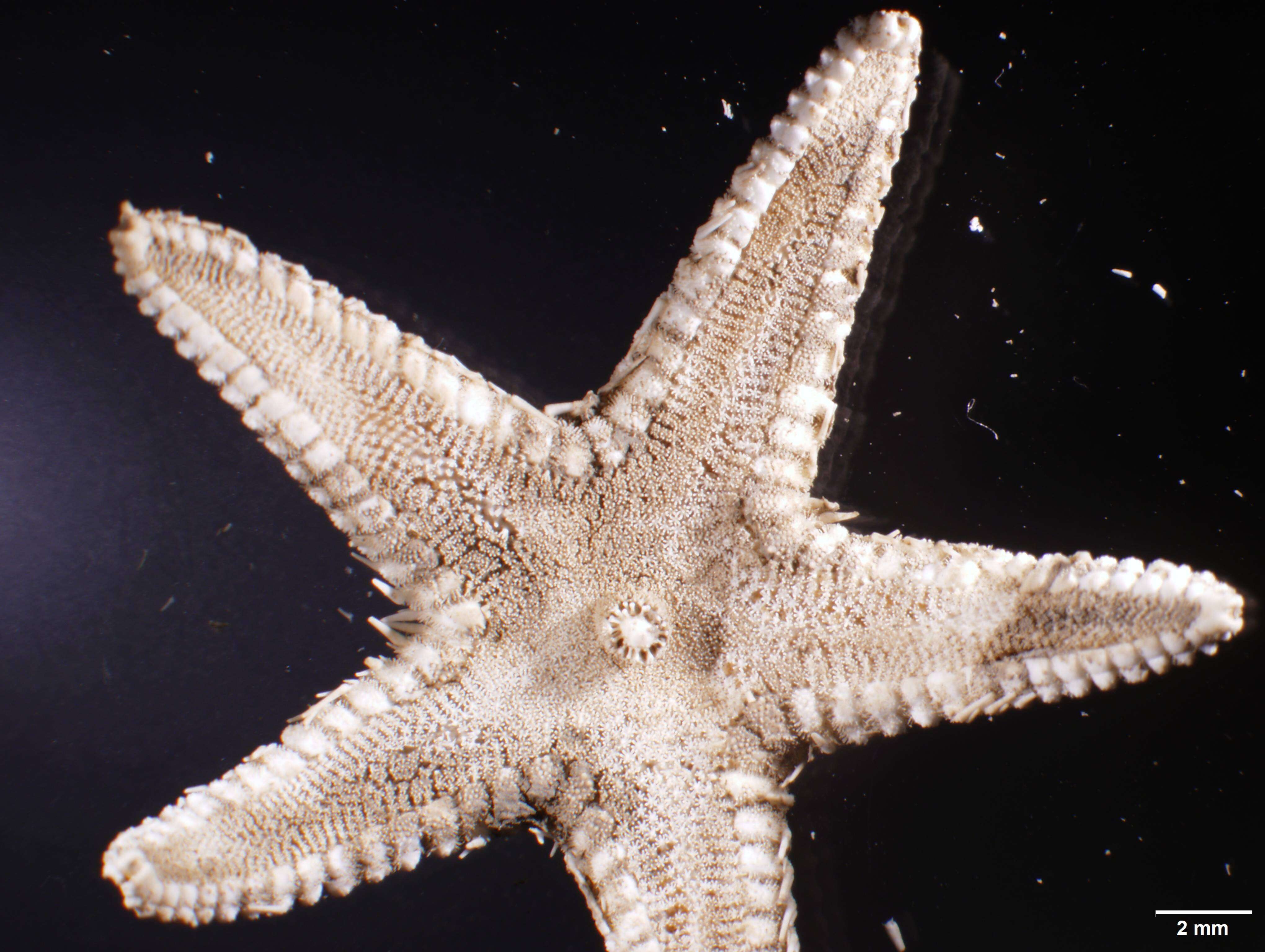 Image of Astropecten Gray 1840