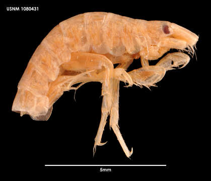 Image of Gammaropsis subgen. Gammaropsis Liljeborg 1855